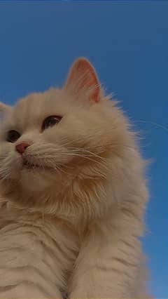 Persian Cat