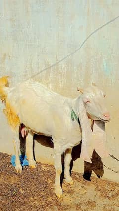 gulabi bakri