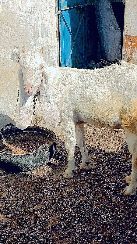 gulabi bakri 1