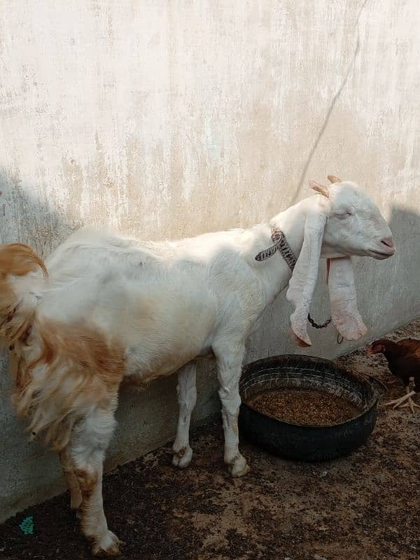 gulabi bakri 3