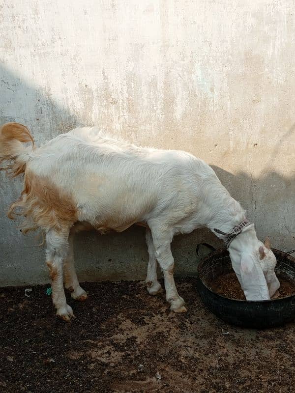 gulabi bakri 4