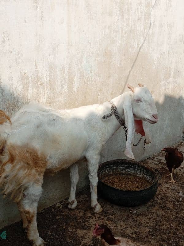 gulabi bakri 5