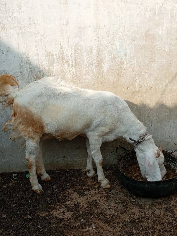 gulabi bakri 6