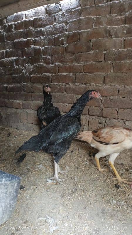 Black Hens thai and Shamo cross 0