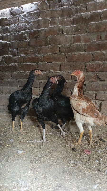 Black Hens thai and Shamo cross 1