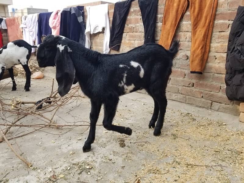 goat beetal bakra 0