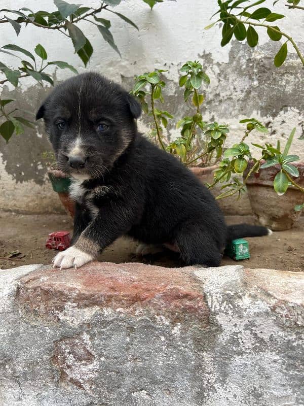 Siberian huskey 1