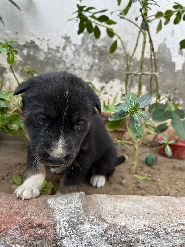 Siberian huskey 5