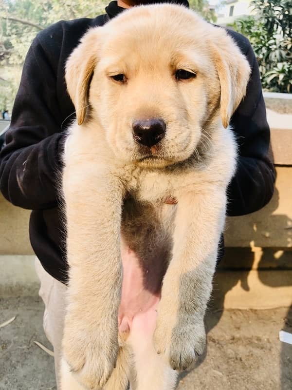 PREMIUM LABRADOR FEMALE 2