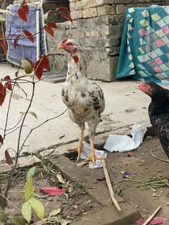 Mix aseel home breed pair for sale