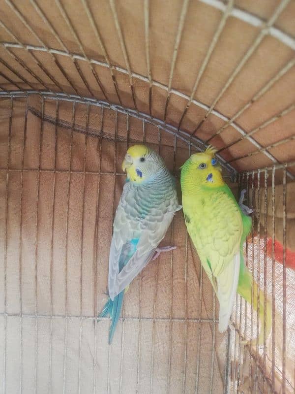 spangle double crust male Rainbow female breeder pair sale 03129196869 0