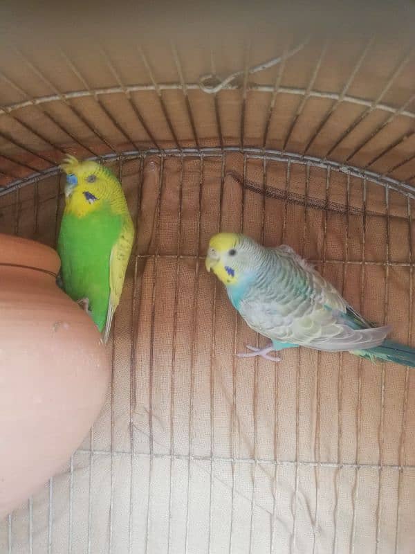 spangle double crust male Rainbow female breeder pair sale 03129196869 1