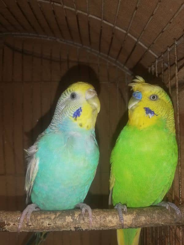 spangle double crust male Rainbow female breeder pair sale 03129196869 2