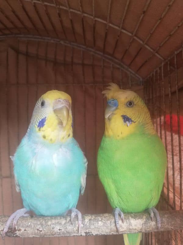 spangle double crust male Rainbow female breeder pair sale 03129196869 3