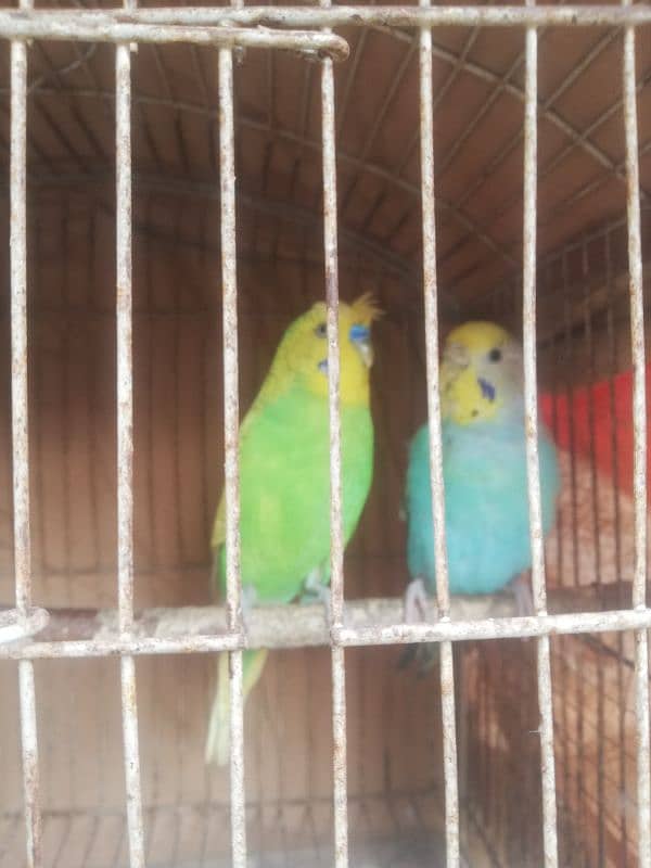 spangle double crust male Rainbow female breeder pair sale 03129196869 4