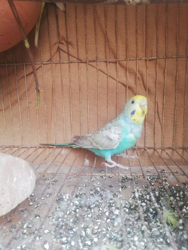 spangle double crust male Rainbow female breeder pair sale 03129196869 5