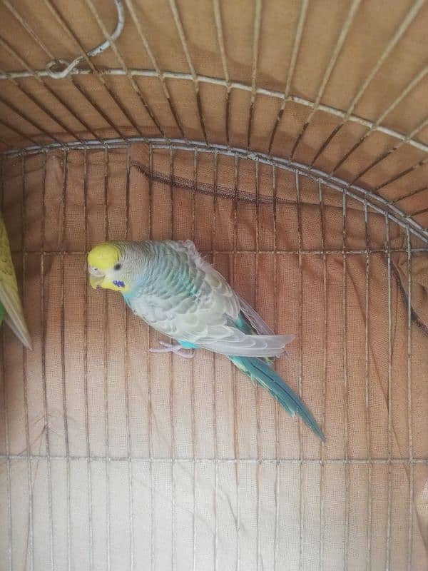 spangle double crust male Rainbow female breeder pair sale 03129196869 7