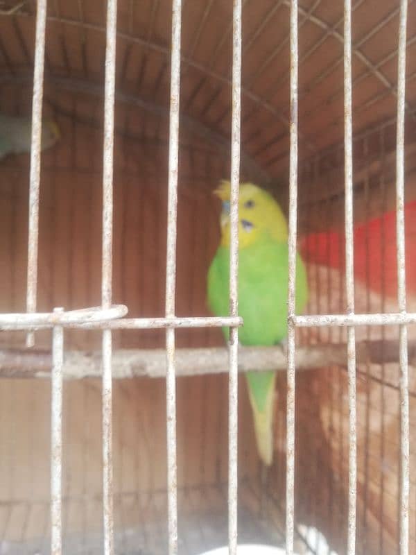 spangle double crust male Rainbow female breeder pair sale 03129196869 8