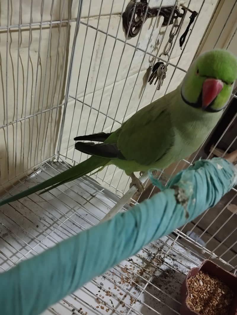 Ringneck talking parrot 0