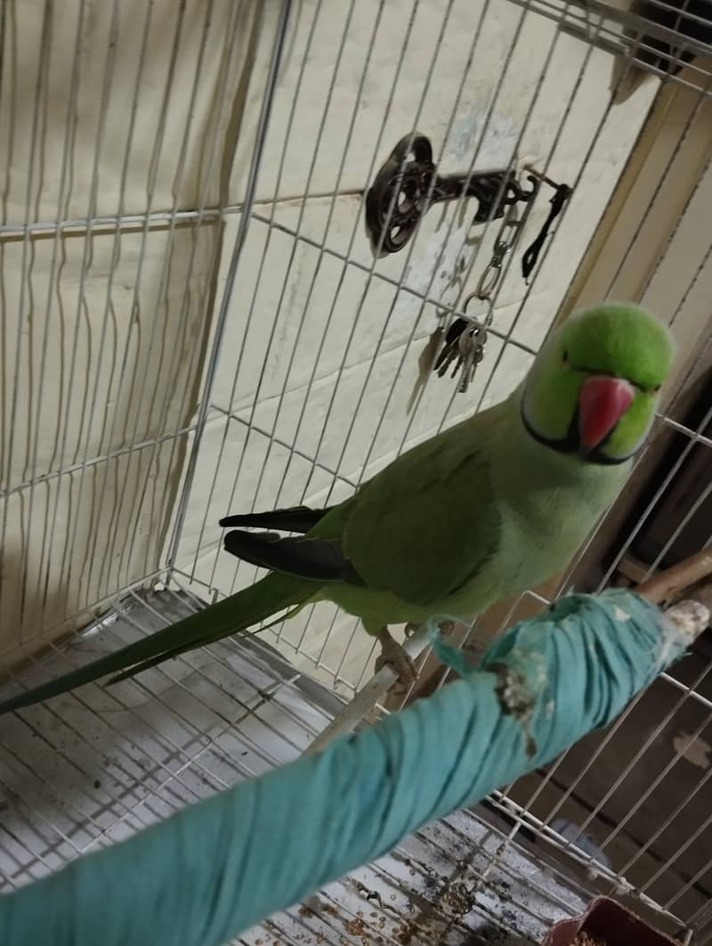 Ringneck talking parrot 1