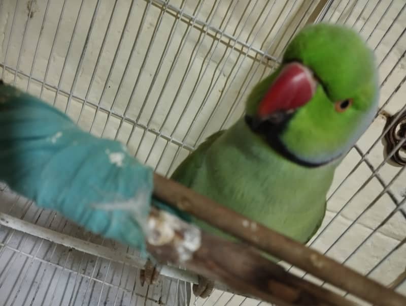 Ringneck talking parrot 4