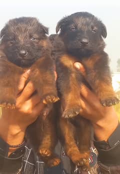 German shepherd long court paper For sale