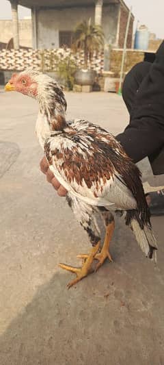 Sindhi Cross aseel