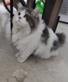 Premium Triple-Coded Purebred Persian Cat for Sale!