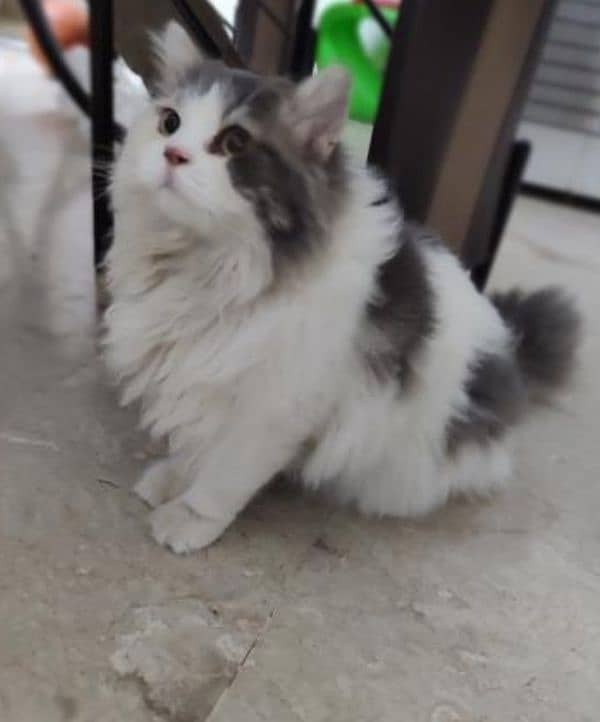 Premium Triple-Coded Purebred Persian Cat for Sale! 0