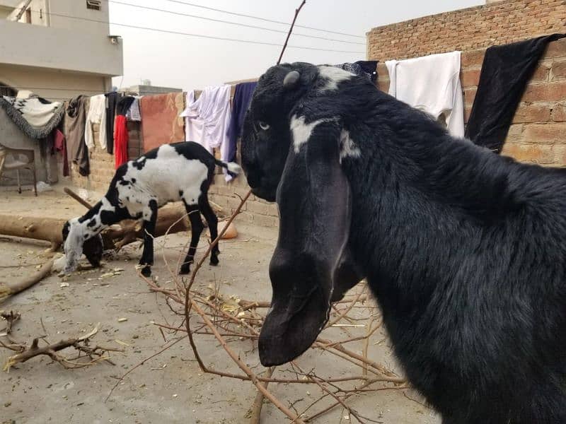 bakra 1