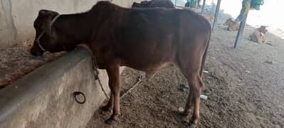 cow bachri for sale. qurbani 2025