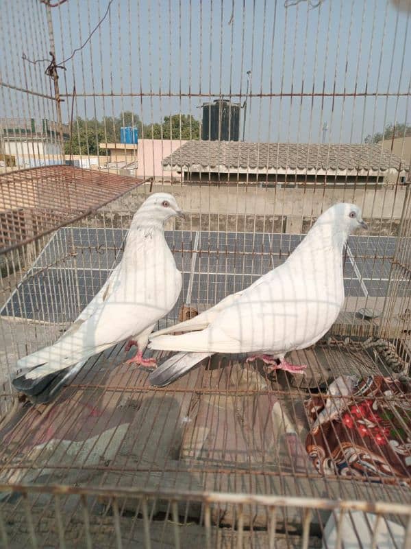 Outclass pigeons Pairs available 2