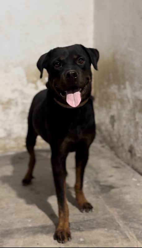 Friendly Rottweiler Female 0