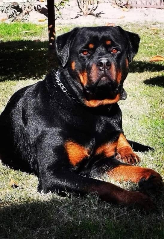 Friendly Rottweiler Female 1