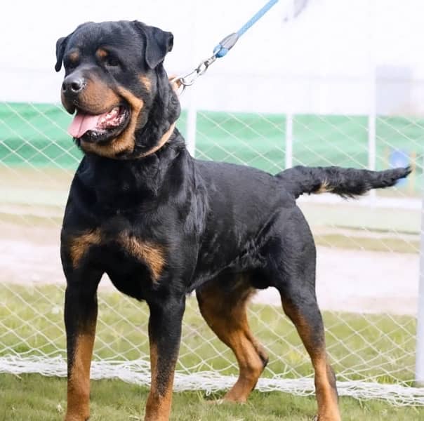 Friendly Rottweiler Female 2