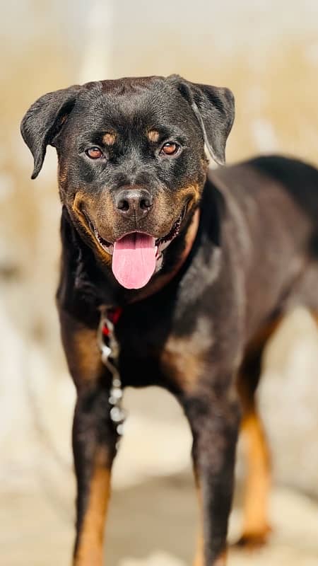 Friendly Rottweiler Female 4