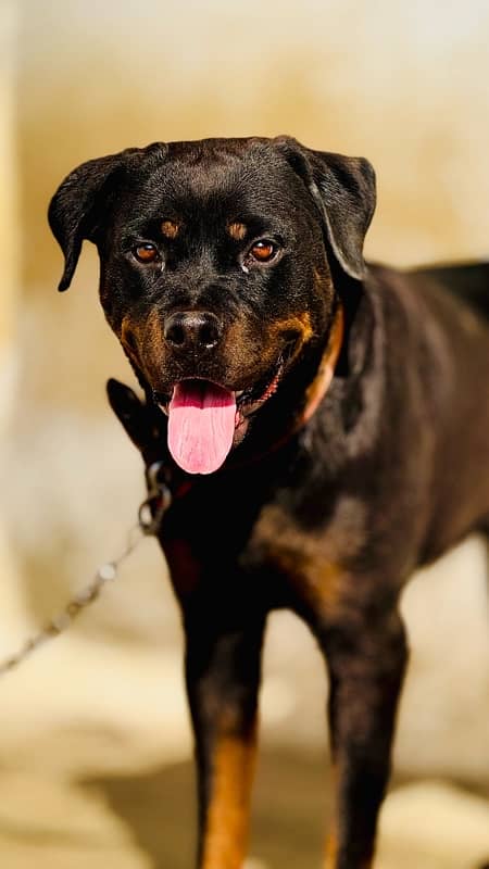 Friendly Rottweiler Female 5