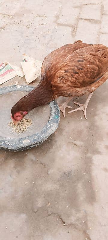 Healthy Desi Hen for Sale 0