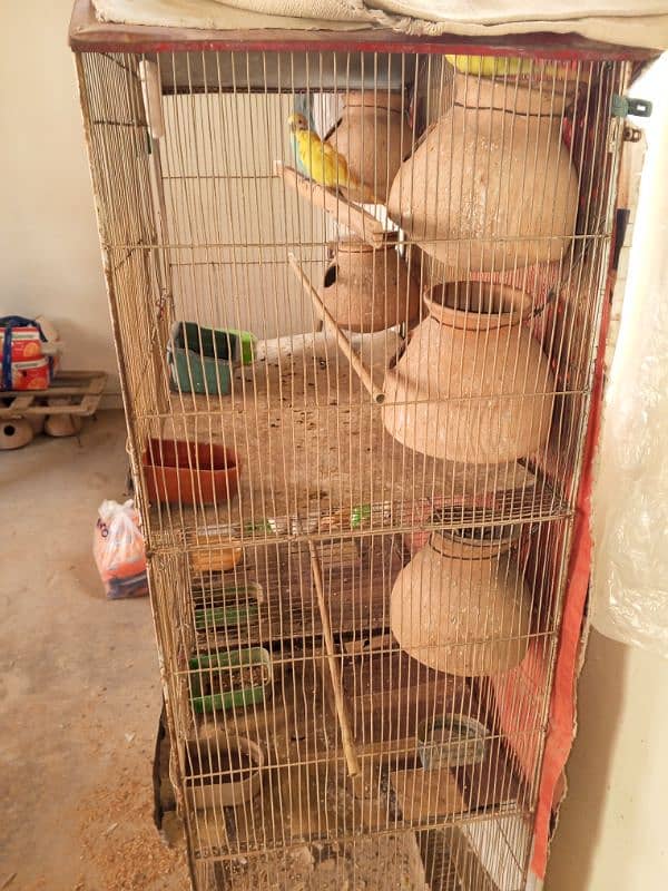 Cage & Birds for sale 1