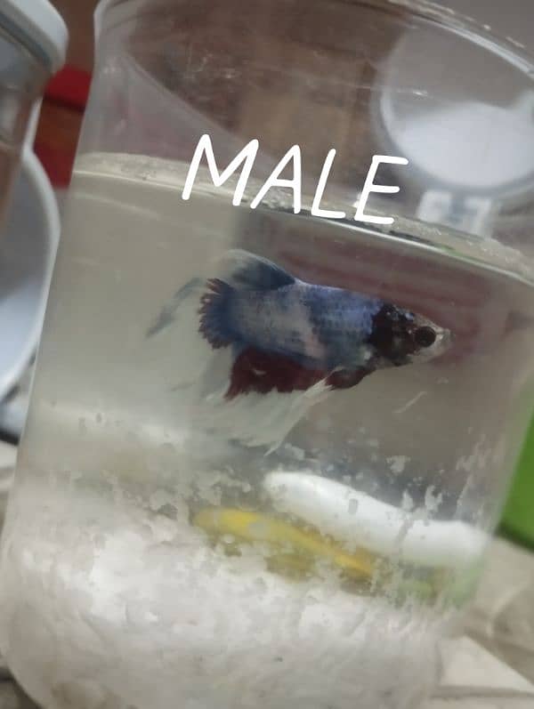 breeder betta fish male 0