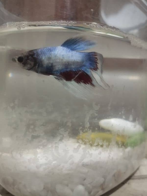 breeder betta fish male 1