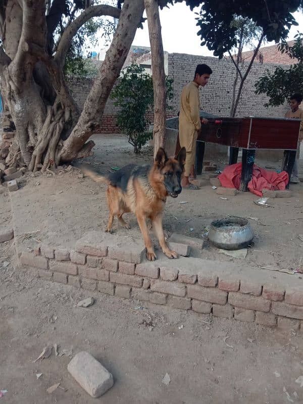 Female German Shepherd for sale 1