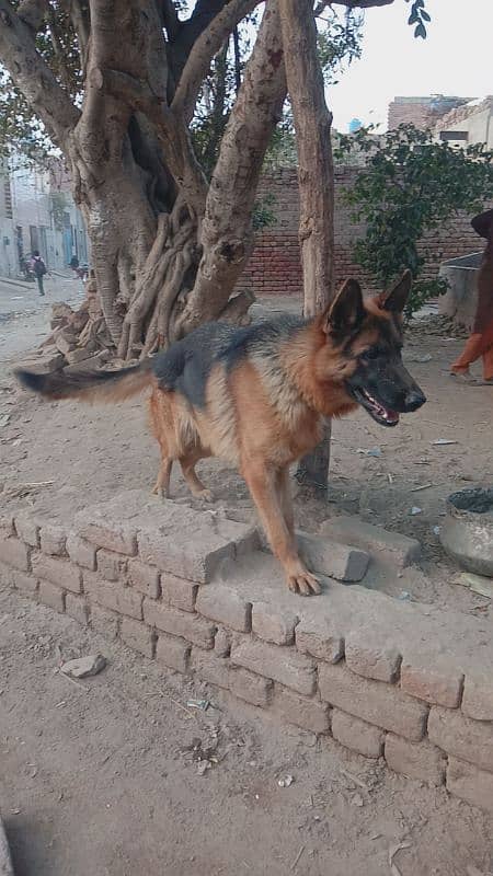 Female German Shepherd for sale 3