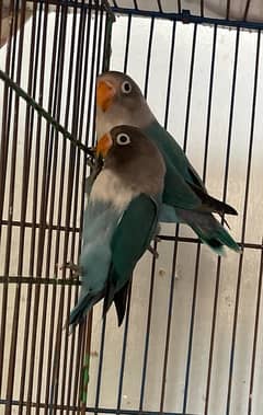 1 pair of Blue Fischer Lovebirds