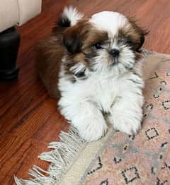 Shih Tzu / Shitzu Pedigreed Puppy