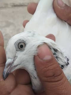 high flyer pigeon