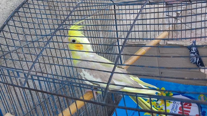 Cockatiel female urgent for sale 1