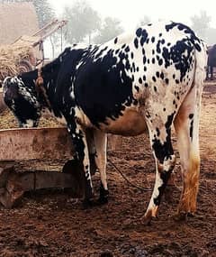 cow for sale