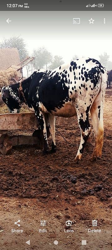 cow for sale 1