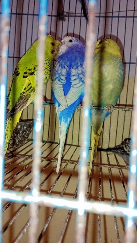 Budgies (Ready to Bared) 1